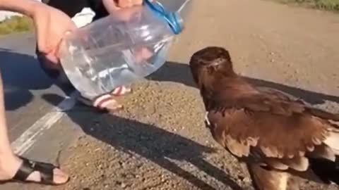 Thirsty Eagle!!!