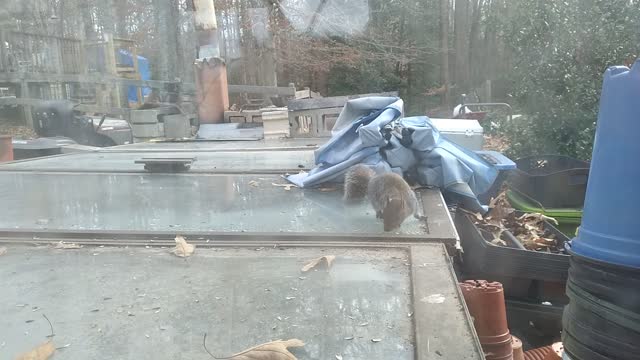 Squirrel nuts