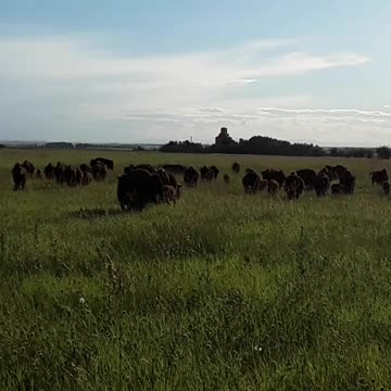 Bison Herd In Alberta, Canada