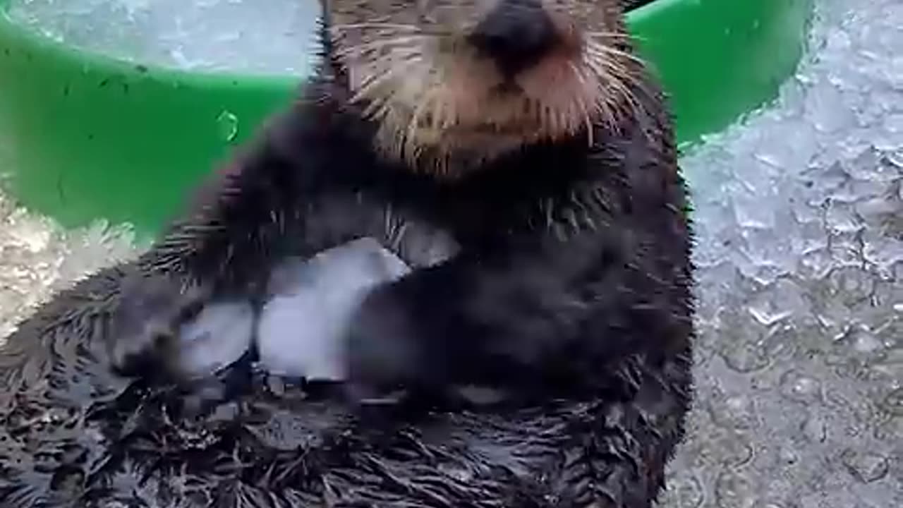 Sea Otter Overwhelmed by Ice !!! 🦦🦦🦦