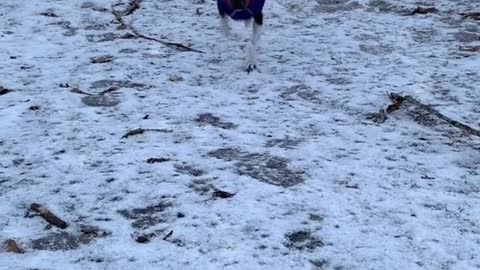 Little dogs rule!