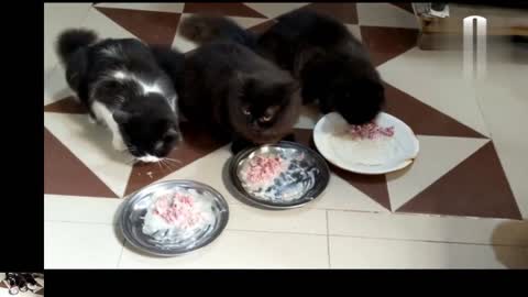 Cute cats eating