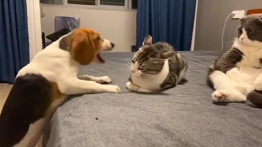 cute fight between dog and cat #short