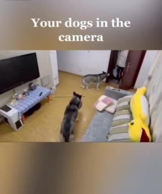 Dog at home in camera||Dogs at at home fun.