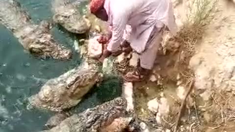 He came to feed some crocodiles, and the surprise was