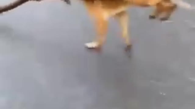 Funny Dog carrying long stick