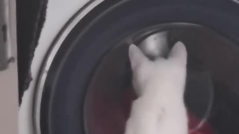 Amazed by the washing machine