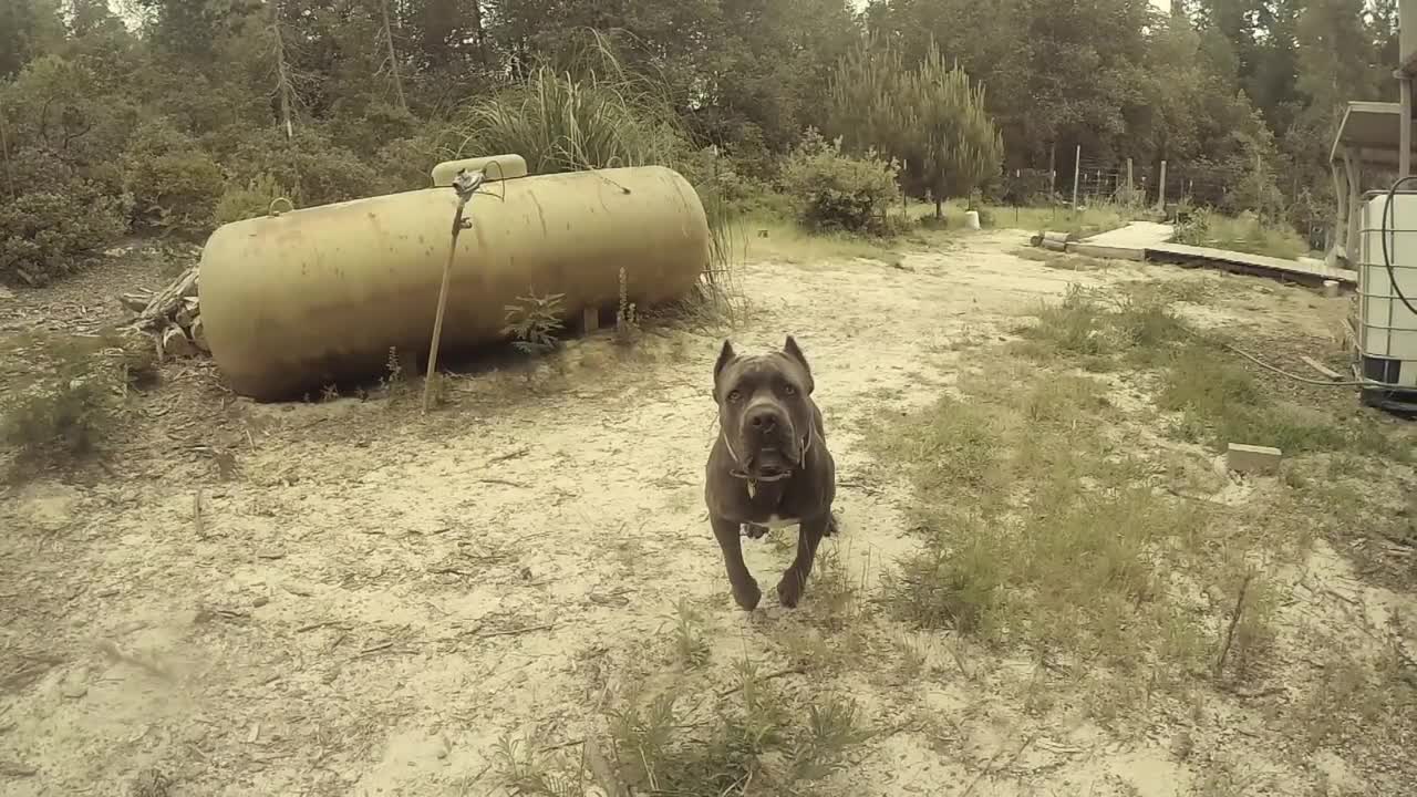 Cane Corso Attack / Dog Attack