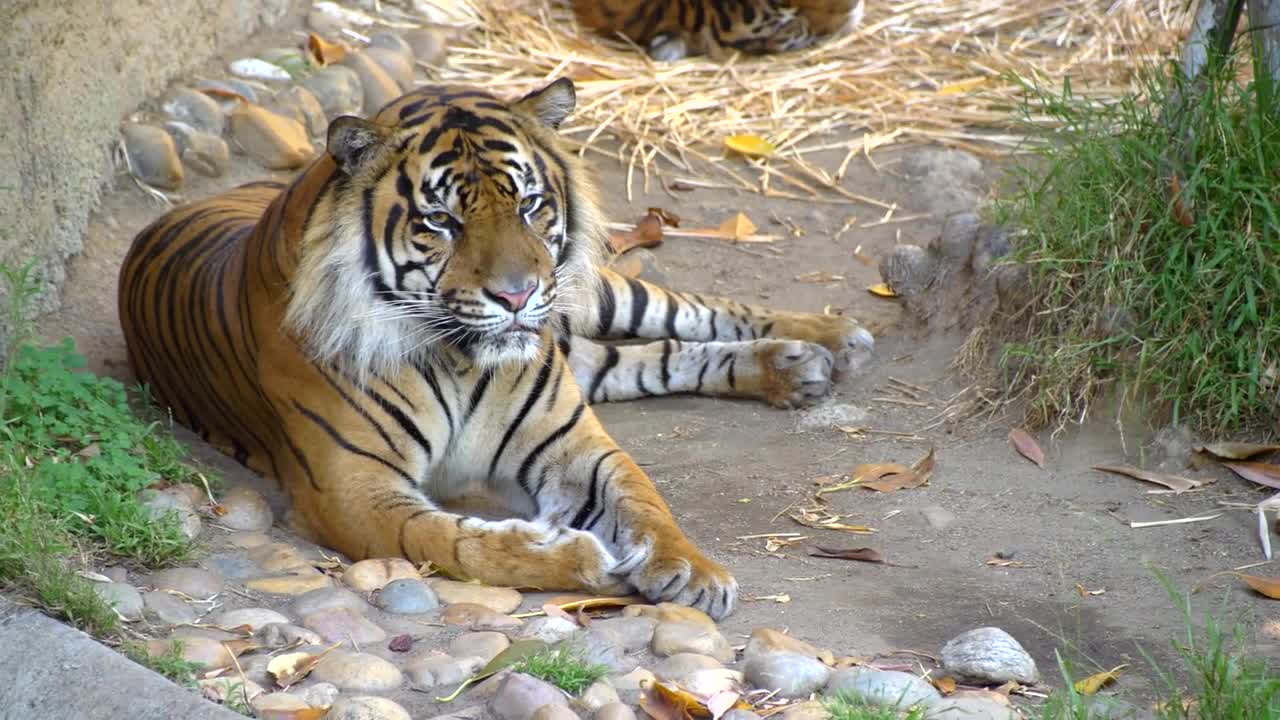 Tiger at the Zoo Tracking Shot