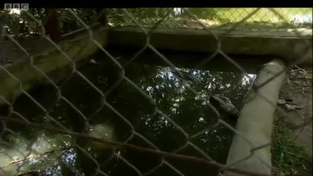 Close Encounter with a Siamese Crocodile | Saving Planet Earth: Crocodiles | BBC Earth