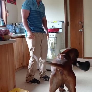 Powerful Rhodesian Ridgeback, Powerful Man, Enjoying Man Work