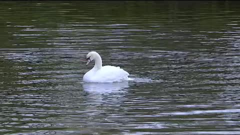 White Swan splashing in the water