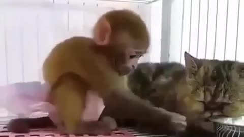 Naughty monkey pulling kitten's whiskers