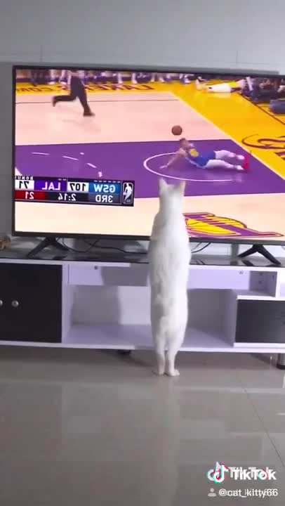 Lovely Cat having fun with TV!!!SEE WHAT HAPPENS😯😮😂