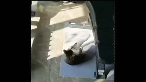 fitness cat