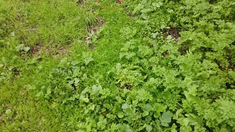 Personal Alkemy Plant Medicine Feb 2024 - The Raip of Gaia and Her Free Medicine