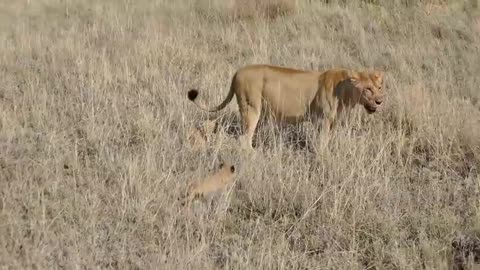 LION DAD TRY TO DITCH HIS KIDS!!!