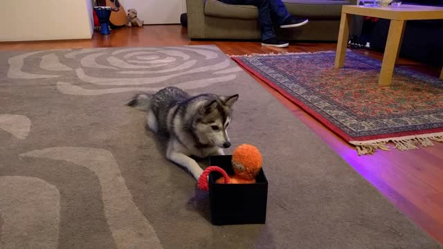 Husky reacts to intercom sound