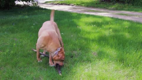 Dog with stick