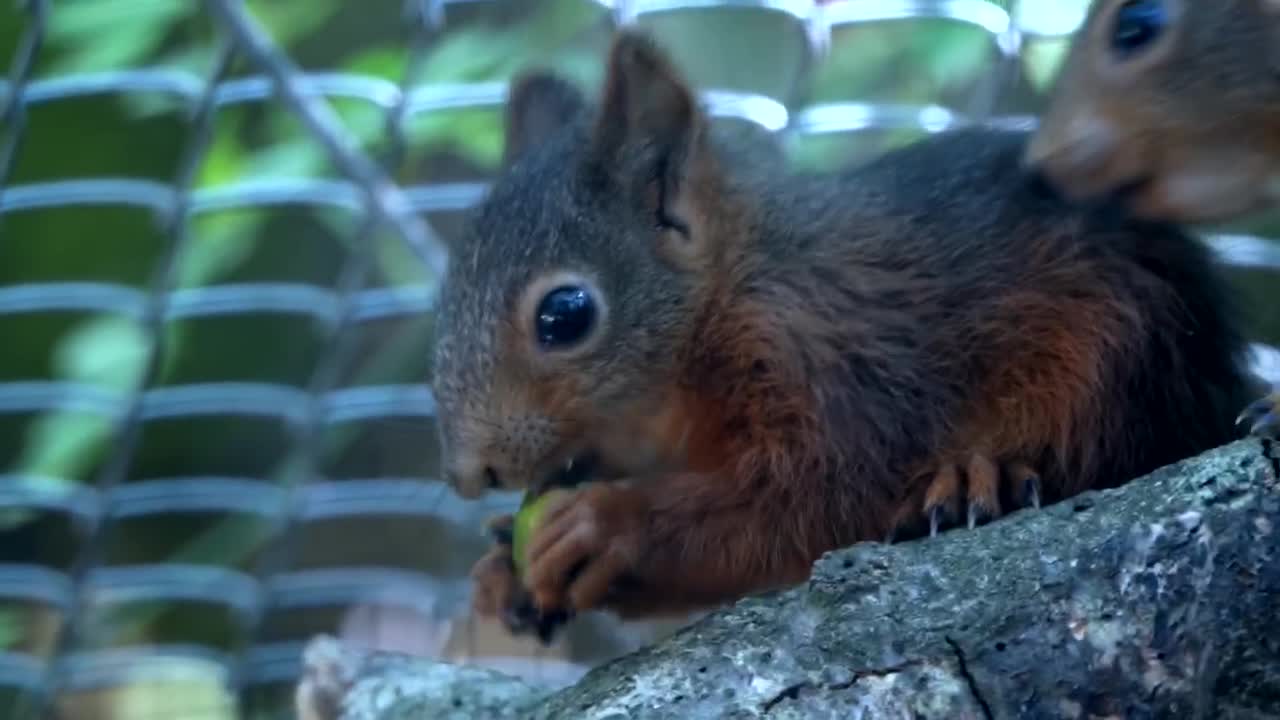 Squirrel Rodent Eat Cute