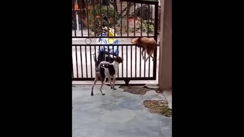 Funny Animals Collection 2024- Funny Cats and Dogs Part #2