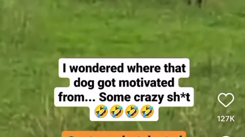 Funny video #lion#dog#viral