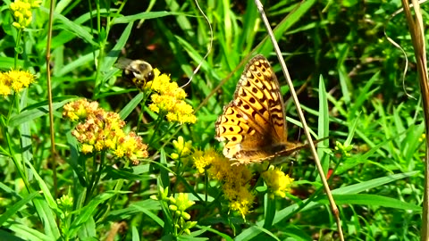 Fritillary Butterfly and Bee