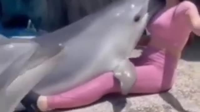 funny 😀 dolphin 🐬