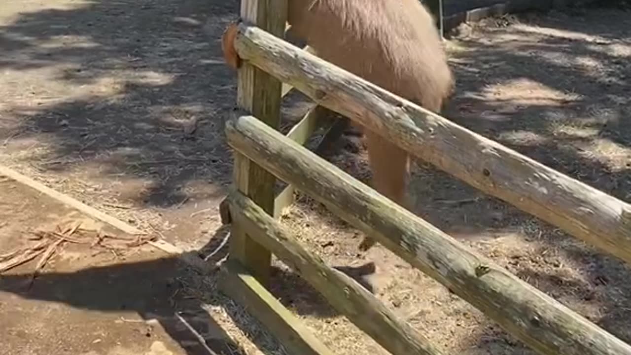 Capybara Stack