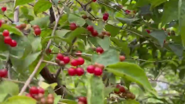 The trees are covered with red fruit