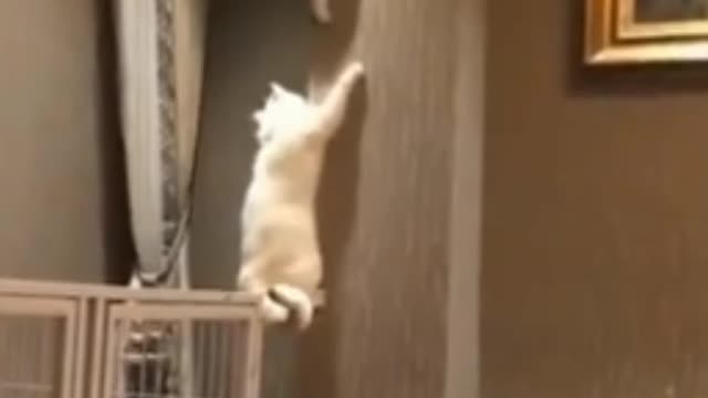 Naughty and funny cats Play