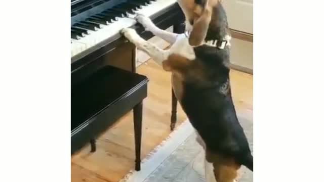 🐕 Dog plays piano and sing #shorts