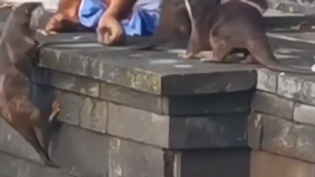 Don't bother the monkey