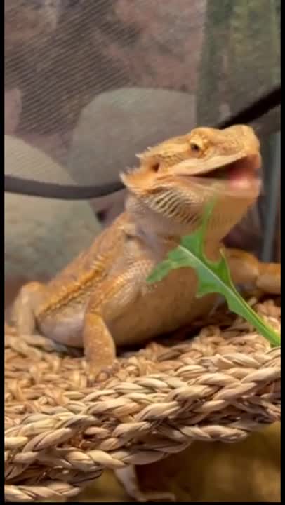 Pretty Bearded Dragon