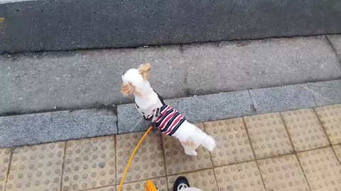 a dog crossing a crosswalk