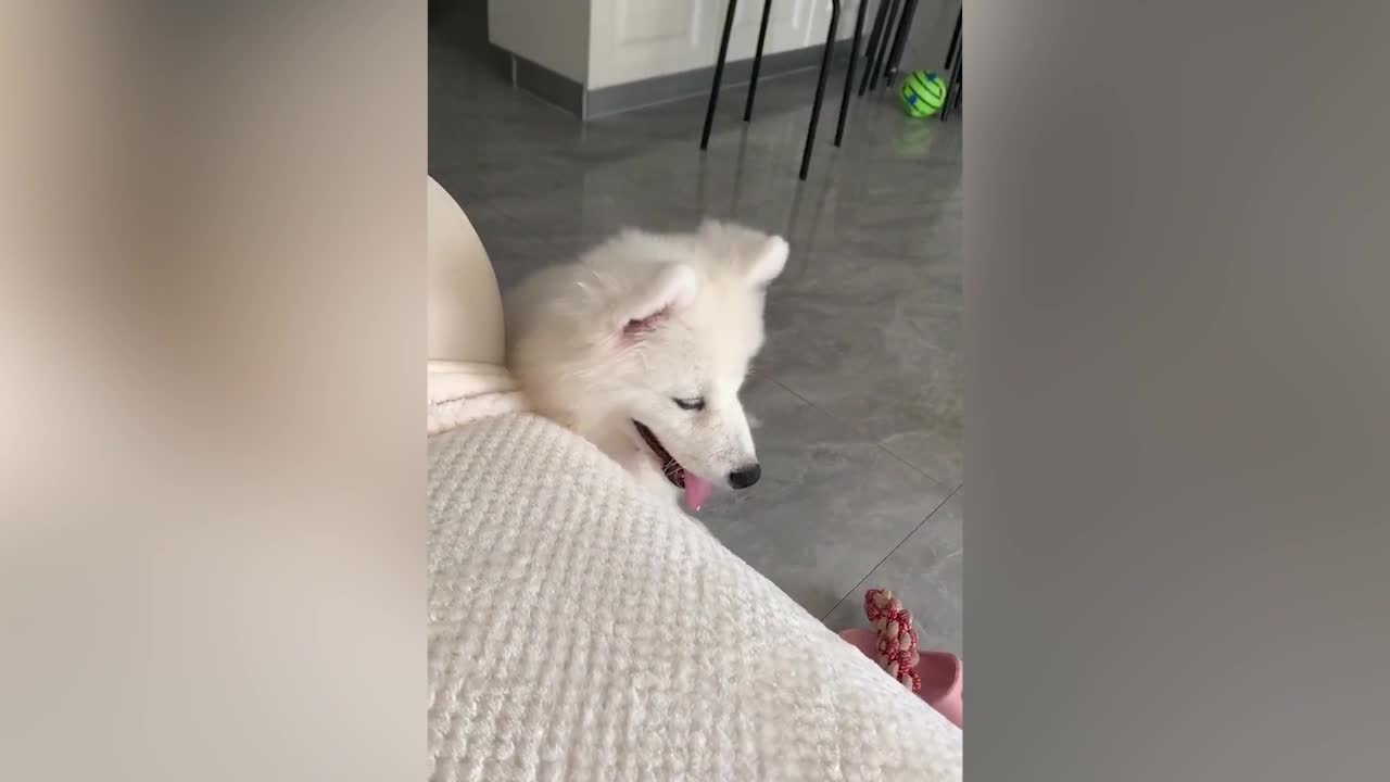 What a lovely white dog
