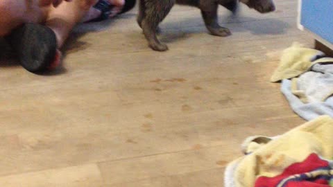 Playful Labrador puppy bouncing and pouncing across the floor