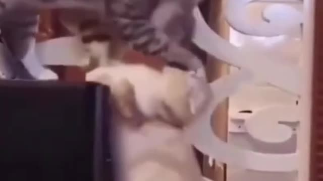 funniest cats, cat training 2022