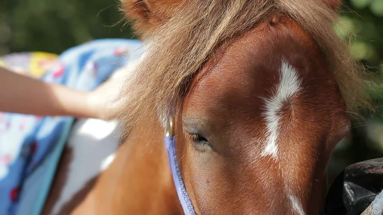 Baby and adult hands ironing a horse. close-up