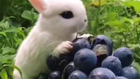 Rabbit lover