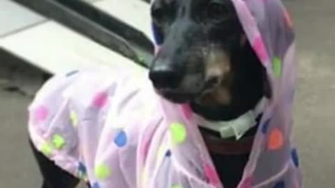 Cute cat videos 🐈 baby cats