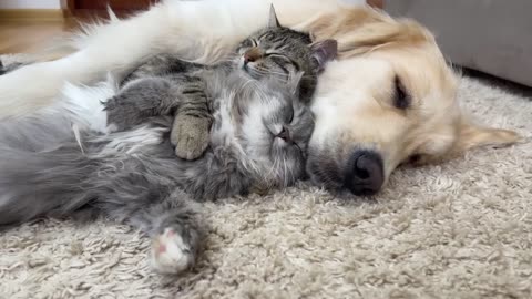 Two Adorable Cats Love Golden Retriever