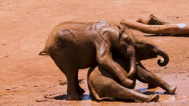 Funny and adorable baby elephant videos
