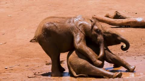 Funny and adorable baby elephant videos