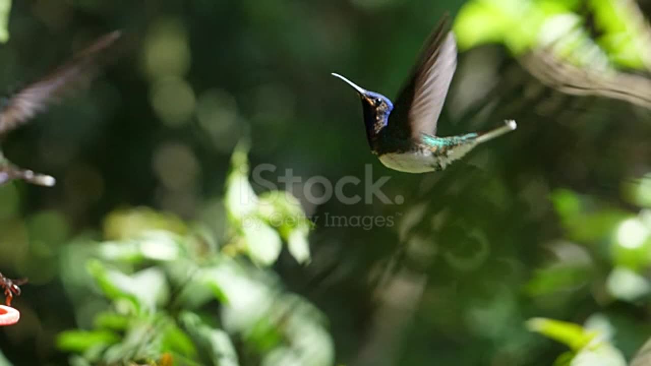 Beautiful birds