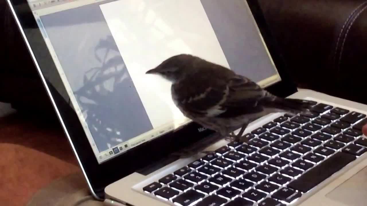 Baby mockingbird thinks laptop cursor is a bug