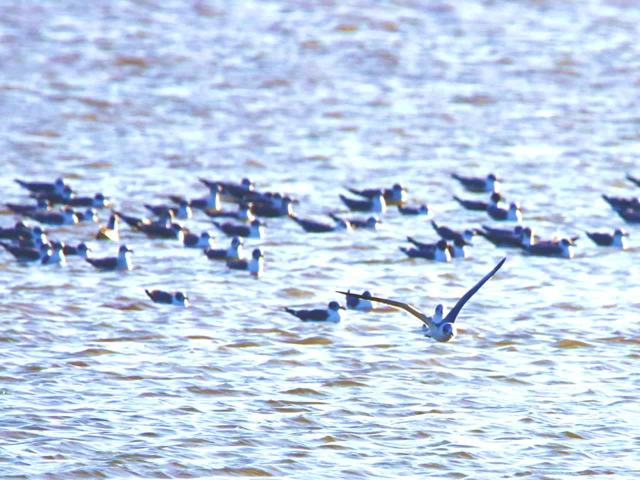 BIRDS SKULL AND BONE