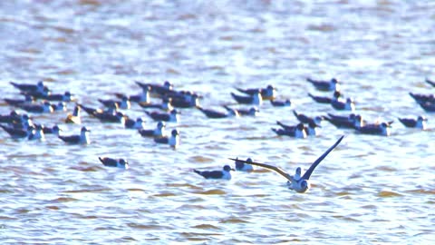 BIRDS SKULL AND BONE