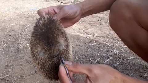 Animals Being FREED For The First Time!