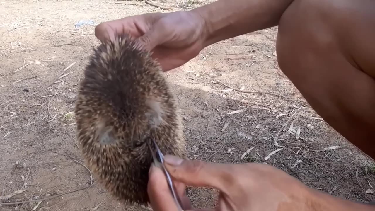 Animals Being FREED For The First Time!